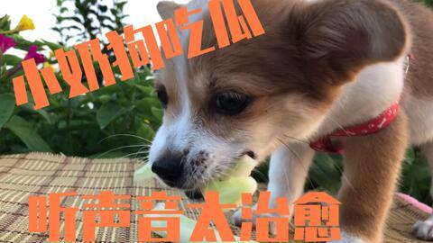 狗的主人吃瓜,揭秘宠物饮食背后的秘密