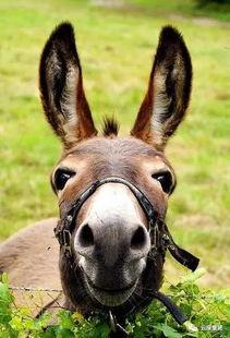 带你吃瓜麝牛,揭秘神秘生物的奇妙生活